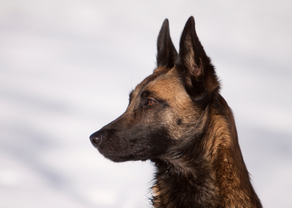 #15. Belgian sheepdog (tie)